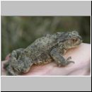 Bufo bufo - Erdkroete 10 Niedringhaussee.jpg